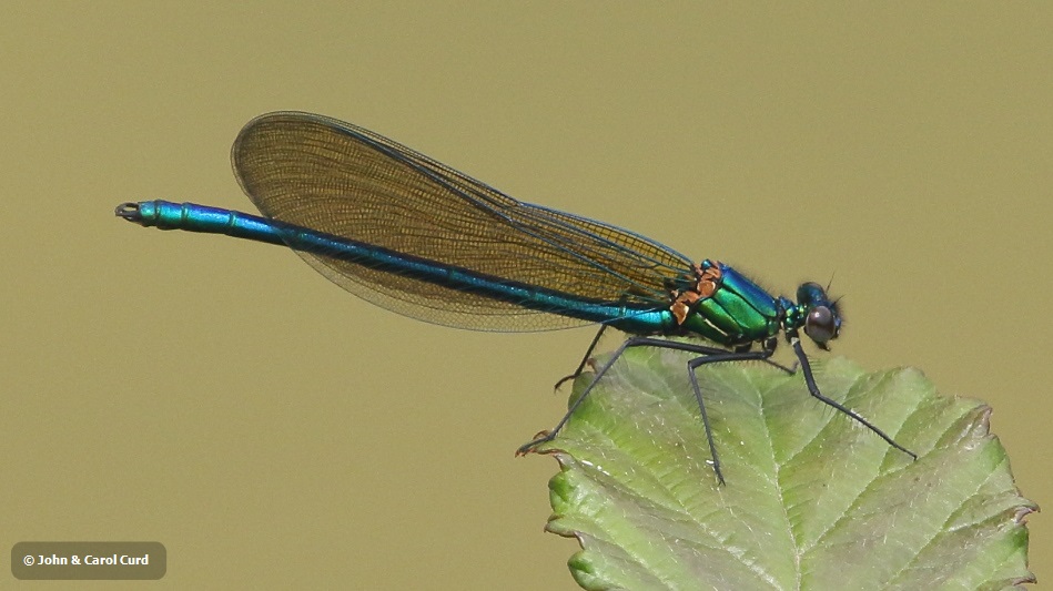 J18_0949 Calopteryx xanthostoma imm male.JPG